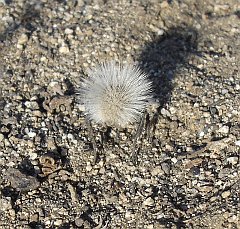 dasymutilla gloriosa